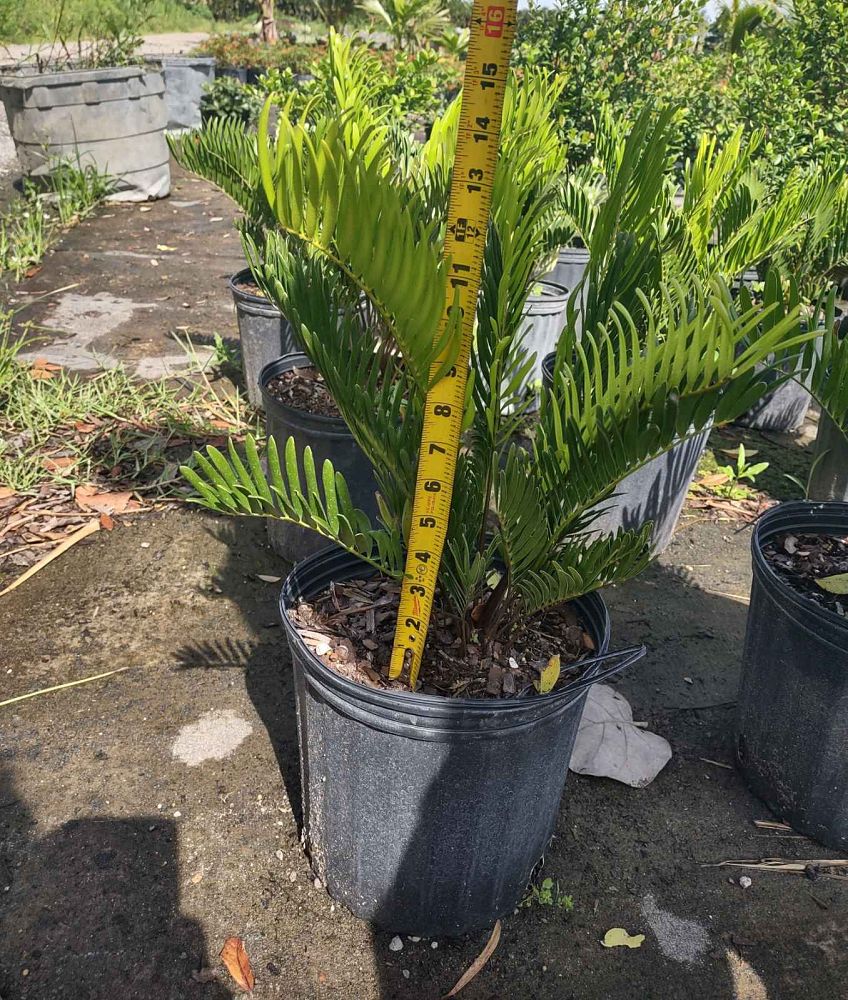 zamia-pumila-zamia-floridana-coontie