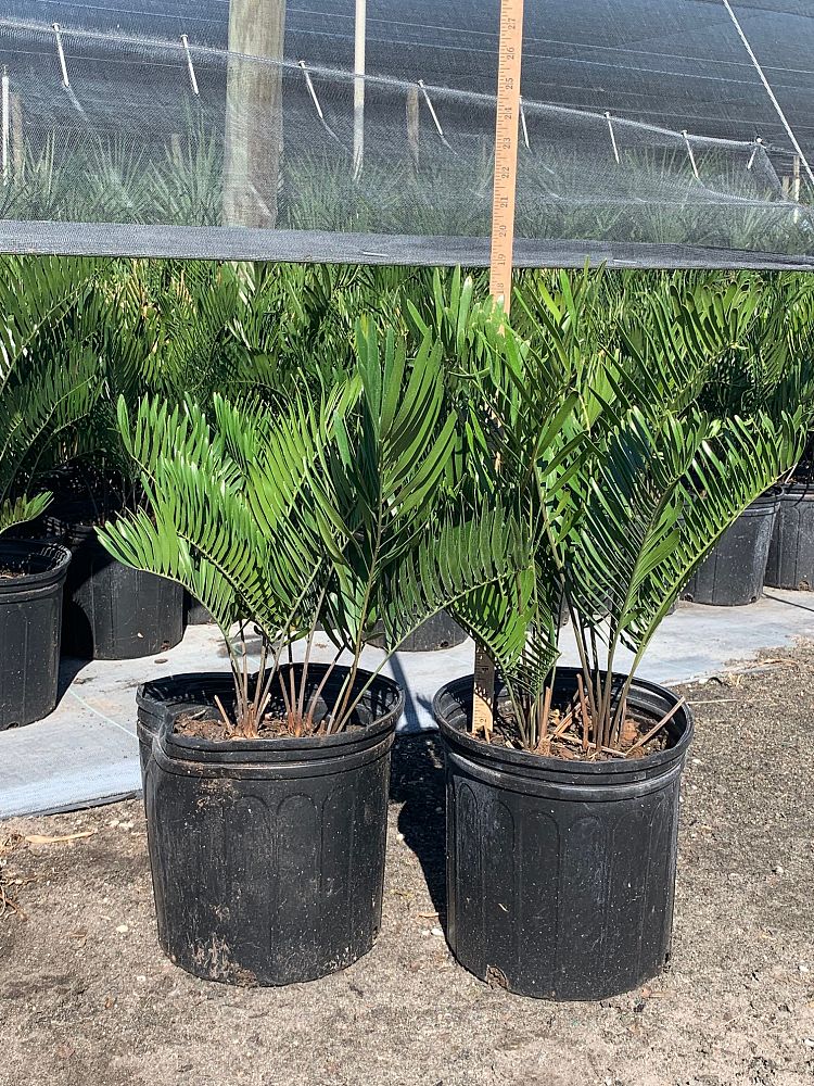 zamia-pumila-zamia-floridana-coontie