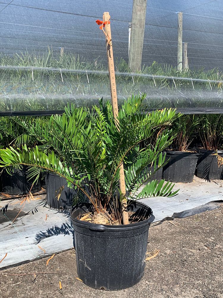 zamia-pumila-zamia-floridana-coontie