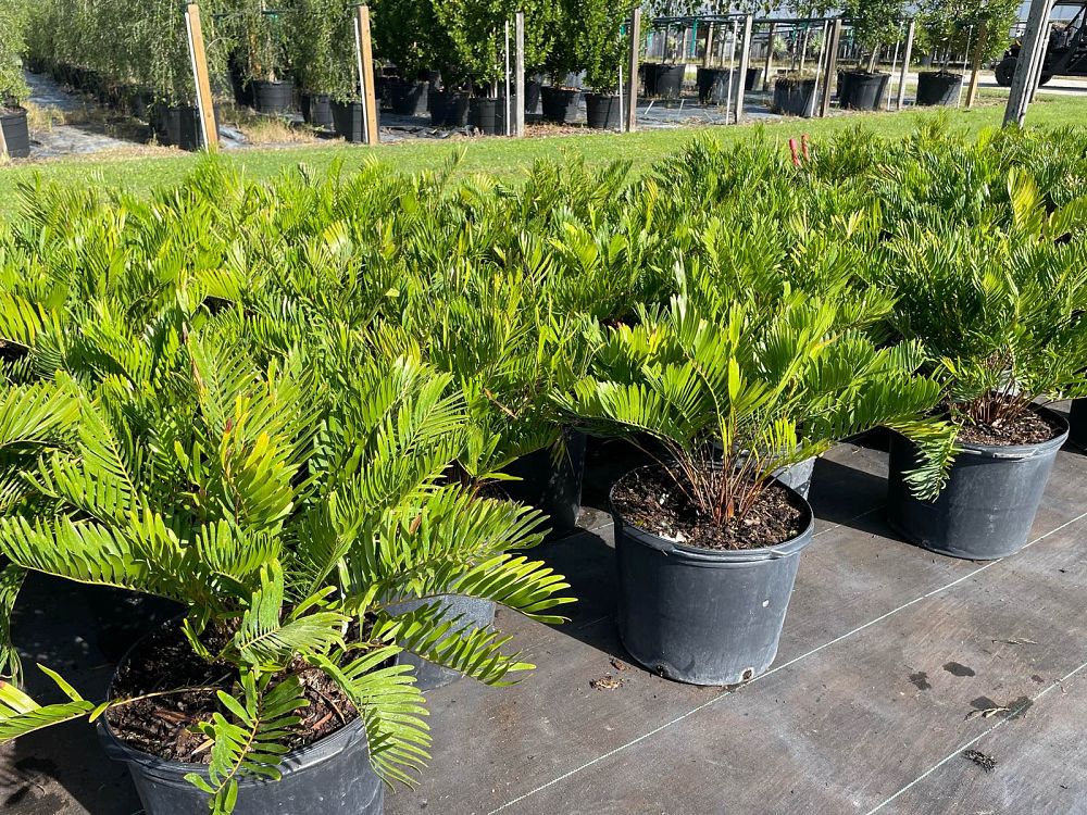 zamia-pumila-zamia-floridana-coontie