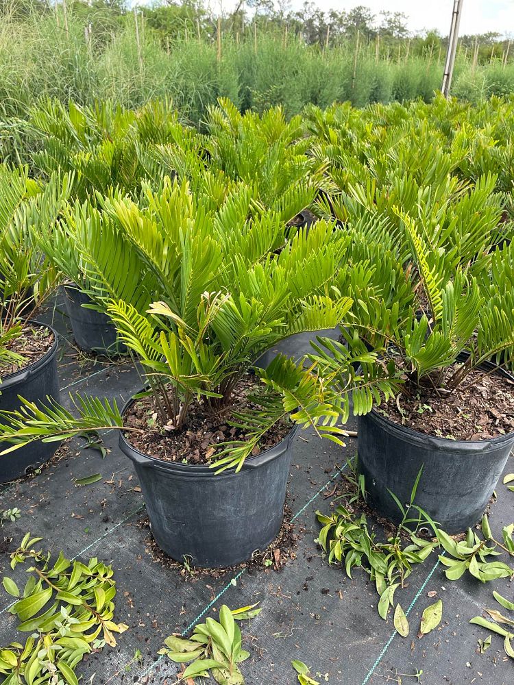 zamia-pumila-zamia-floridana-coontie