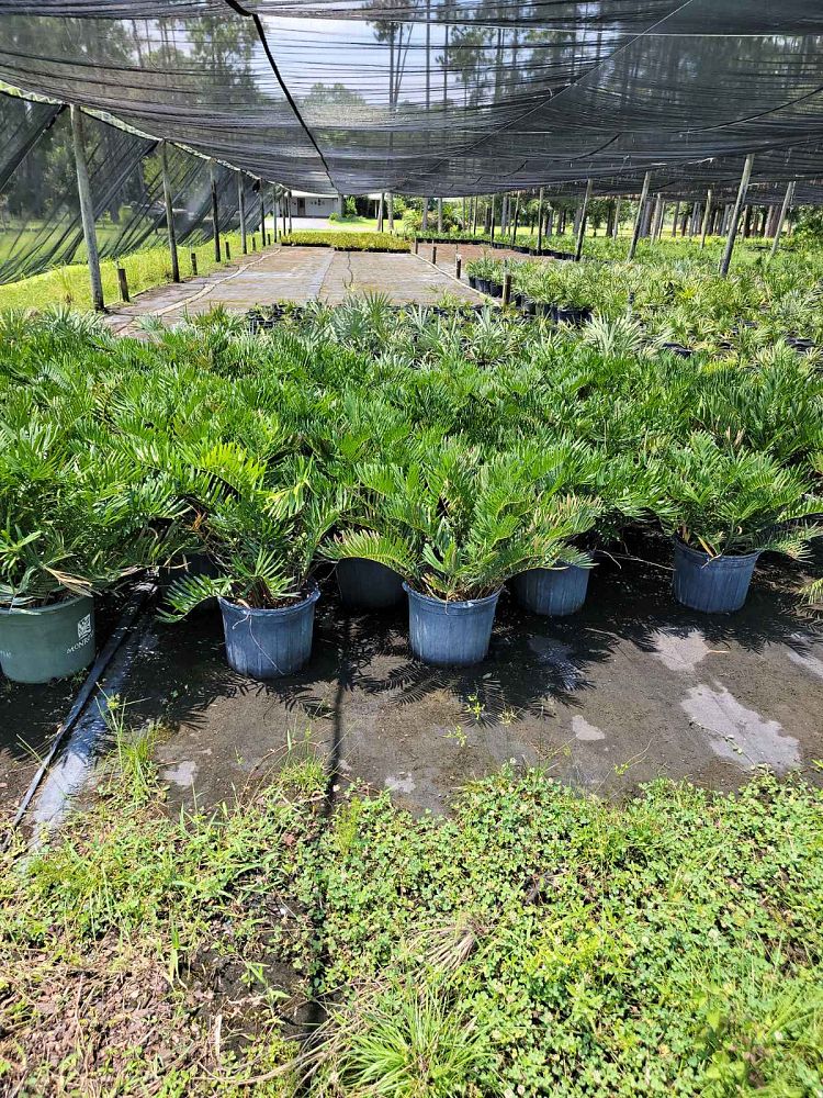 zamia-pumila-zamia-floridana-coontie