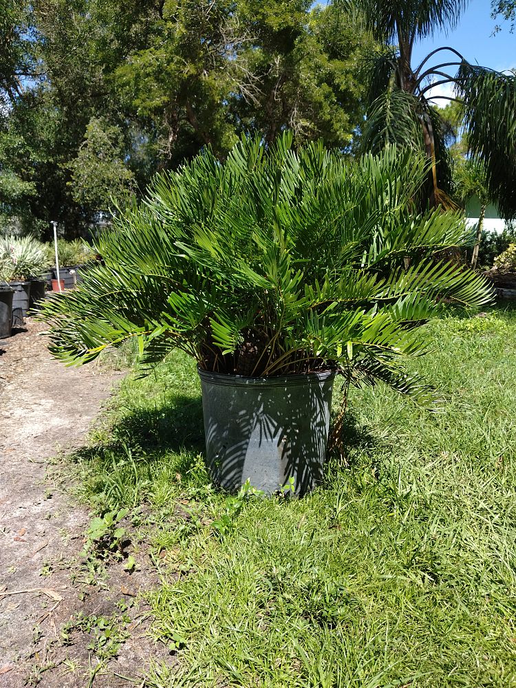 zamia-pumila-zamia-floridana-coontie