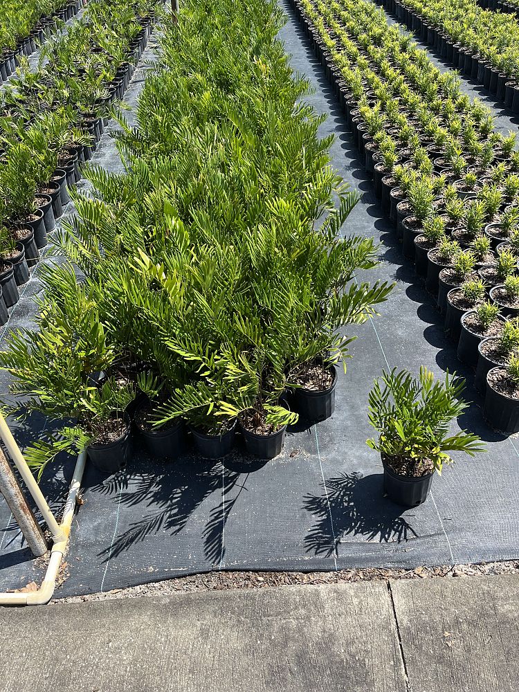 zamia-pumila-zamia-floridana-coontie