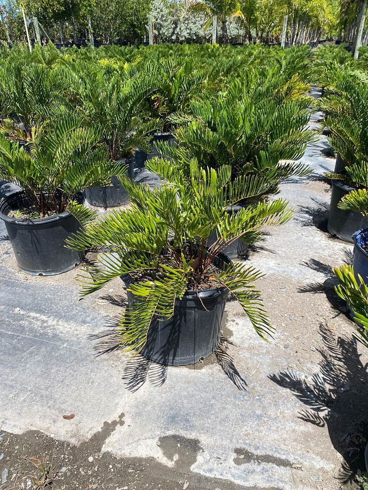 zamia-pumila-zamia-floridana-coontie
