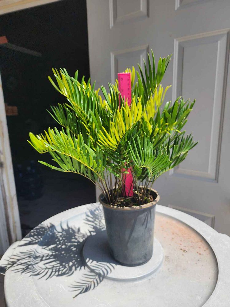 zamia-pumila-zamia-floridana-coontie