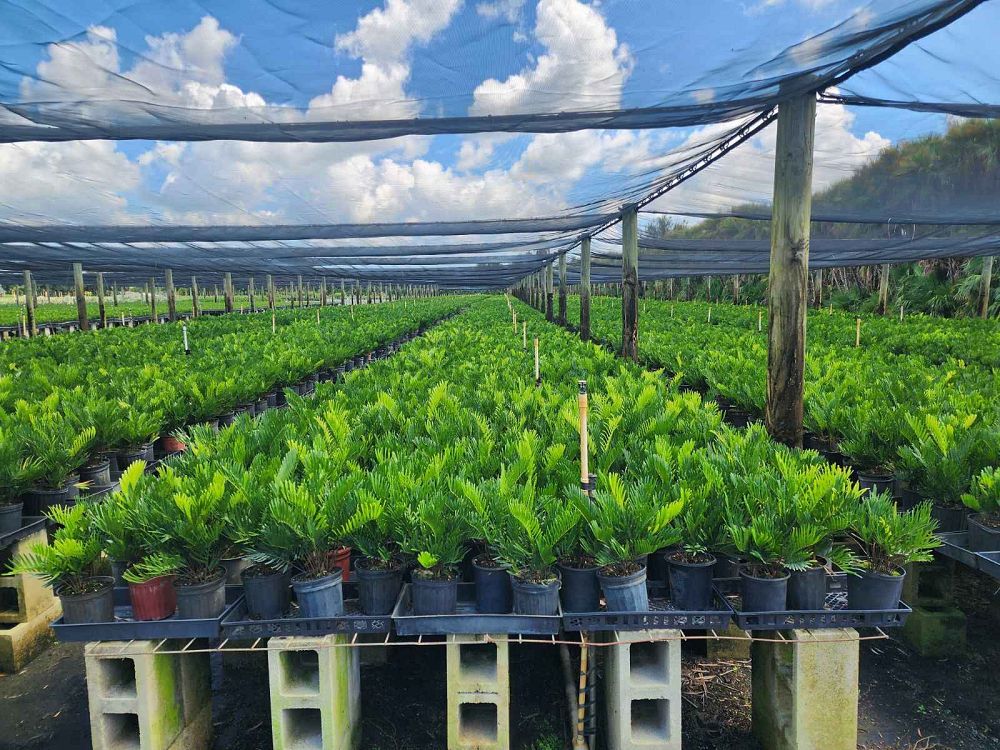 zamia-pumila-zamia-floridana-coontie