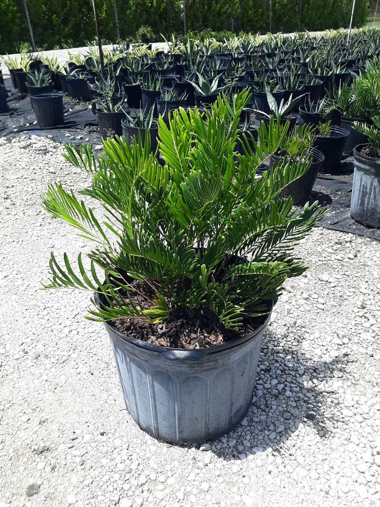 zamia-pumila-zamia-floridana-coontie