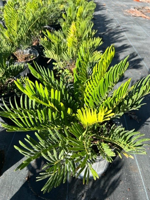 zamia-pumila-zamia-floridana-coontie