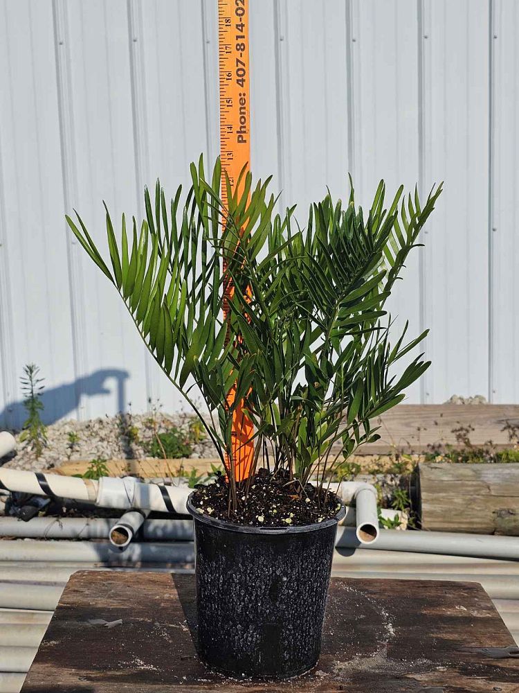 zamia-pumila-zamia-floridana-coontie