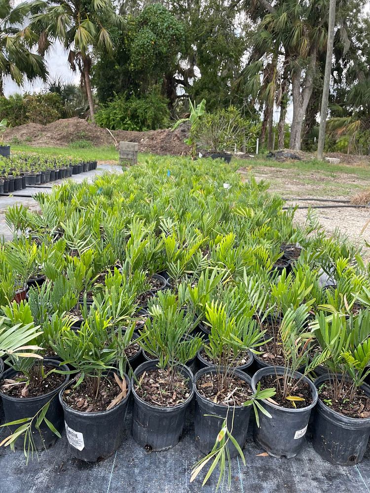 zamia-pumila-zamia-floridana-coontie