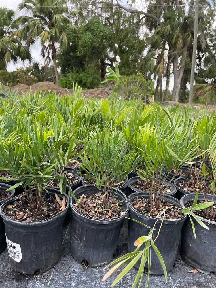 zamia-pumila-zamia-floridana-coontie
