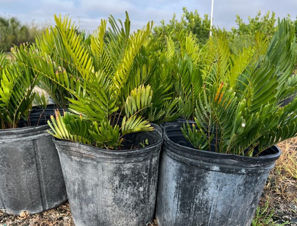 zamia-pumila-zamia-floridana-coontie