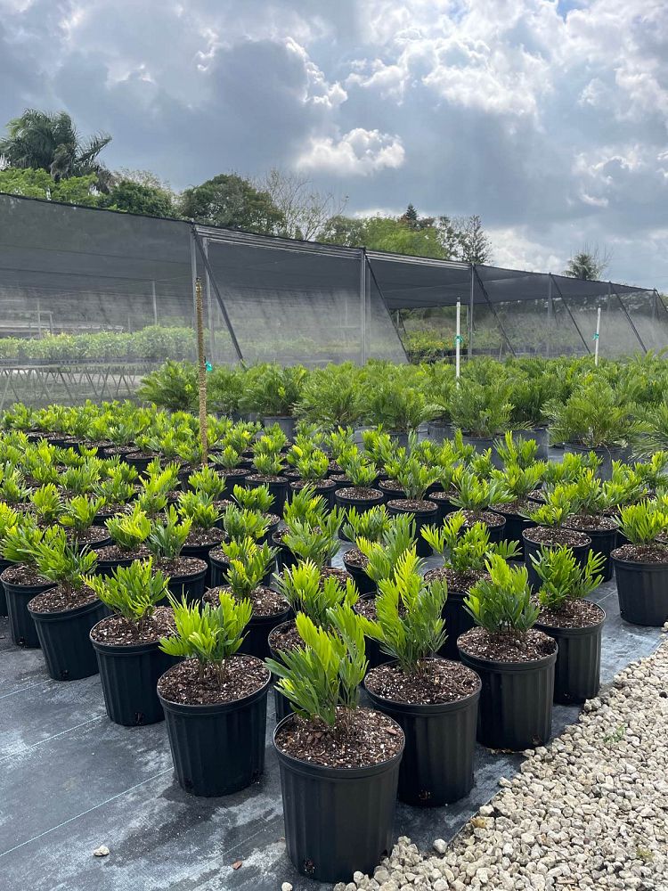 zamia-pumila-zamia-floridana-coontie