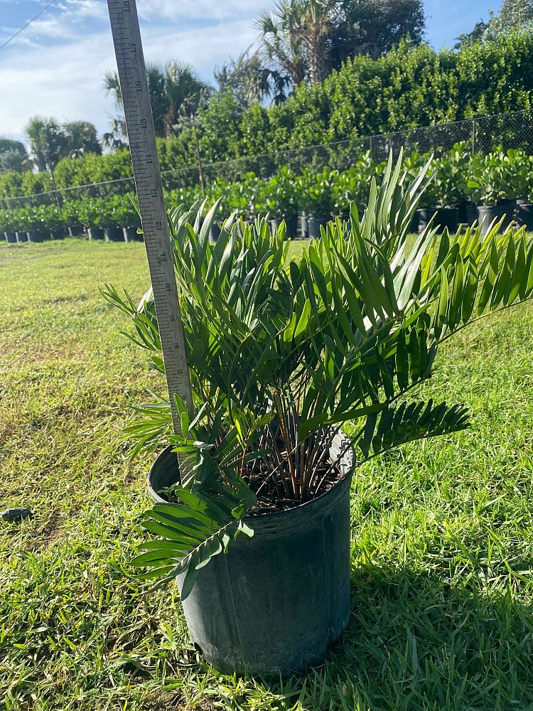 zamia-pumila-zamia-floridana-coontie