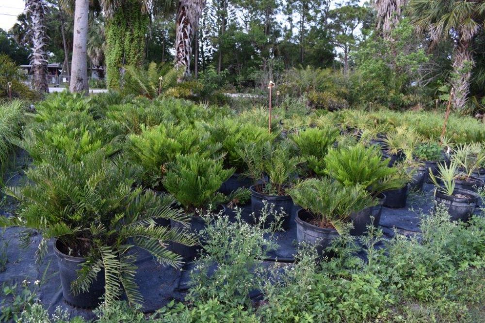 zamia-pumila-zamia-floridana-coontie