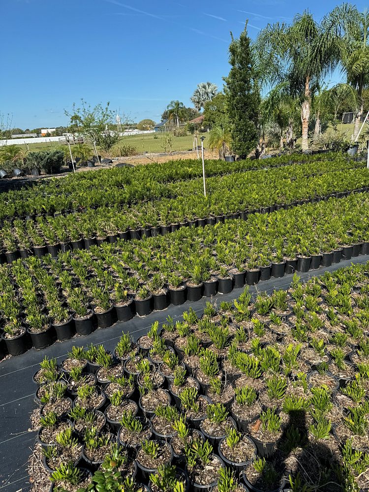 zamia-pumila-zamia-floridana-coontie