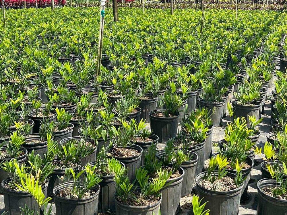 zamia-pumila-zamia-floridana-coontie