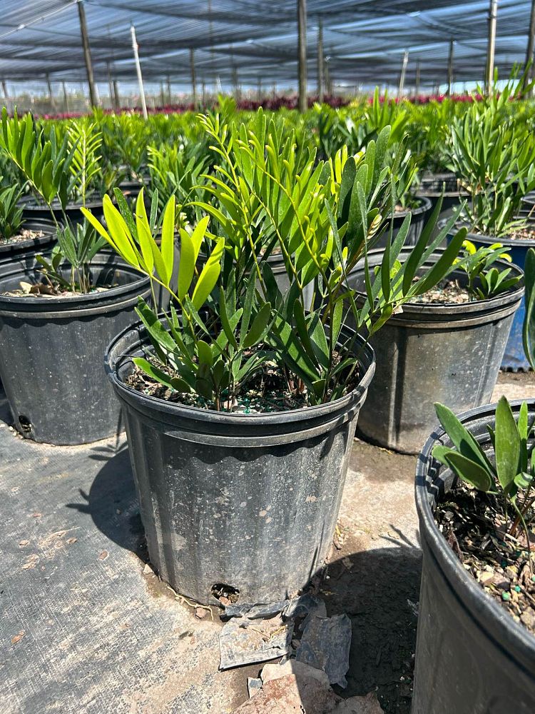 zamia-pumila-zamia-floridana-coontie