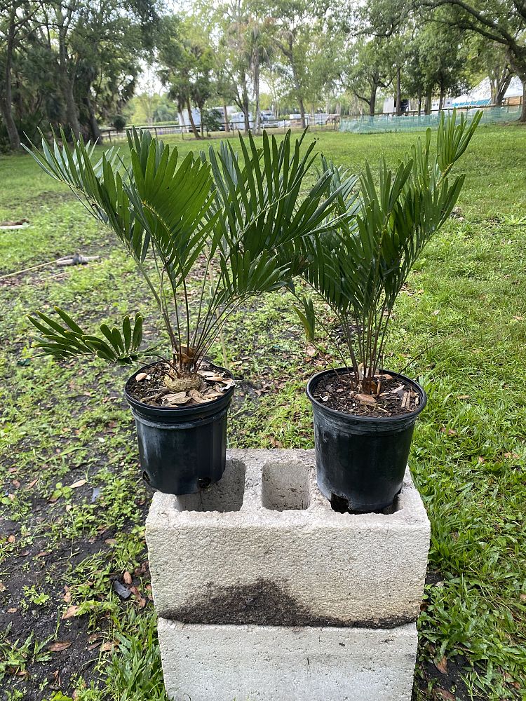 zamia-pumila-zamia-floridana-coontie