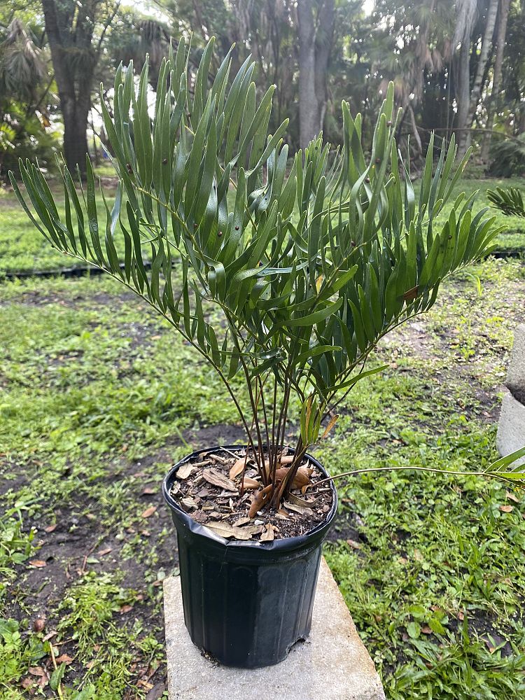 zamia-pumila-zamia-floridana-coontie