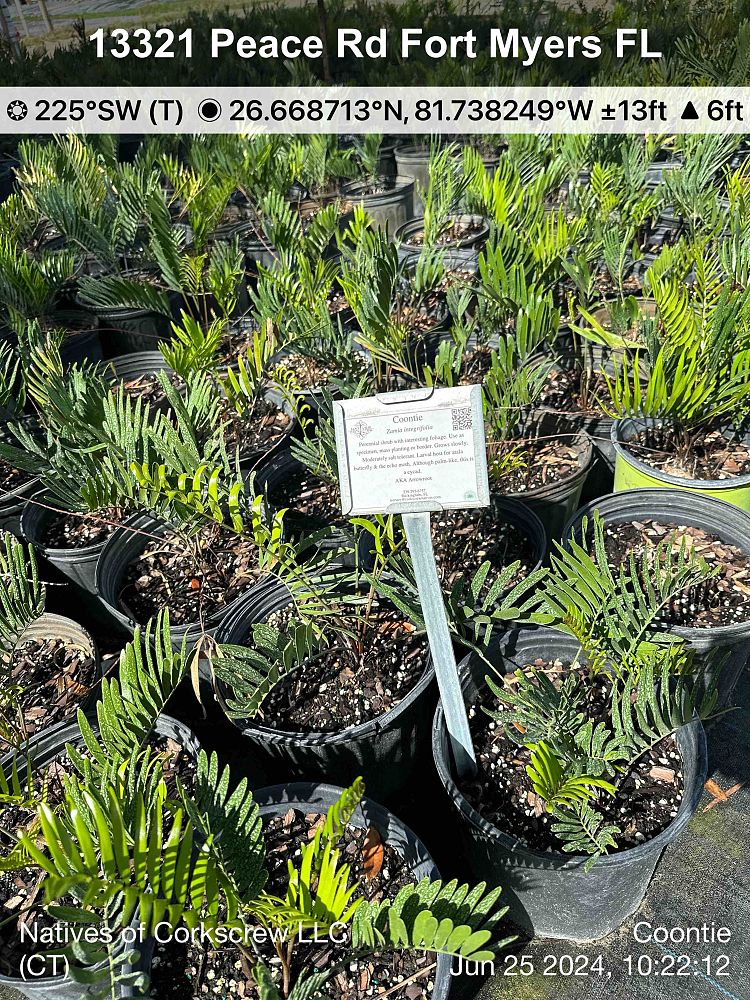 zamia-pumila-zamia-floridana-coontie