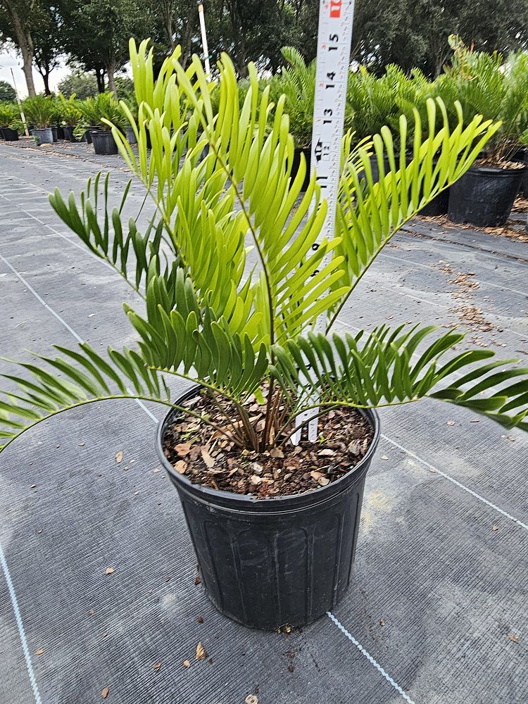 zamia-pumila-zamia-floridana-coontie