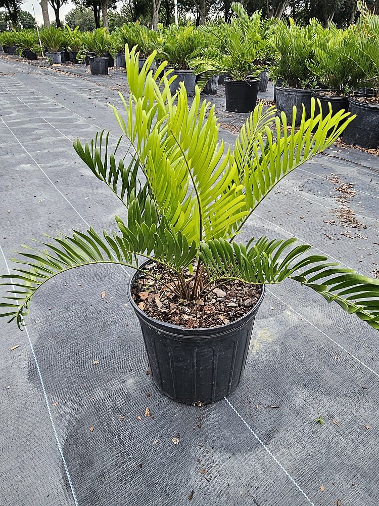 zamia-pumila-zamia-floridana-coontie