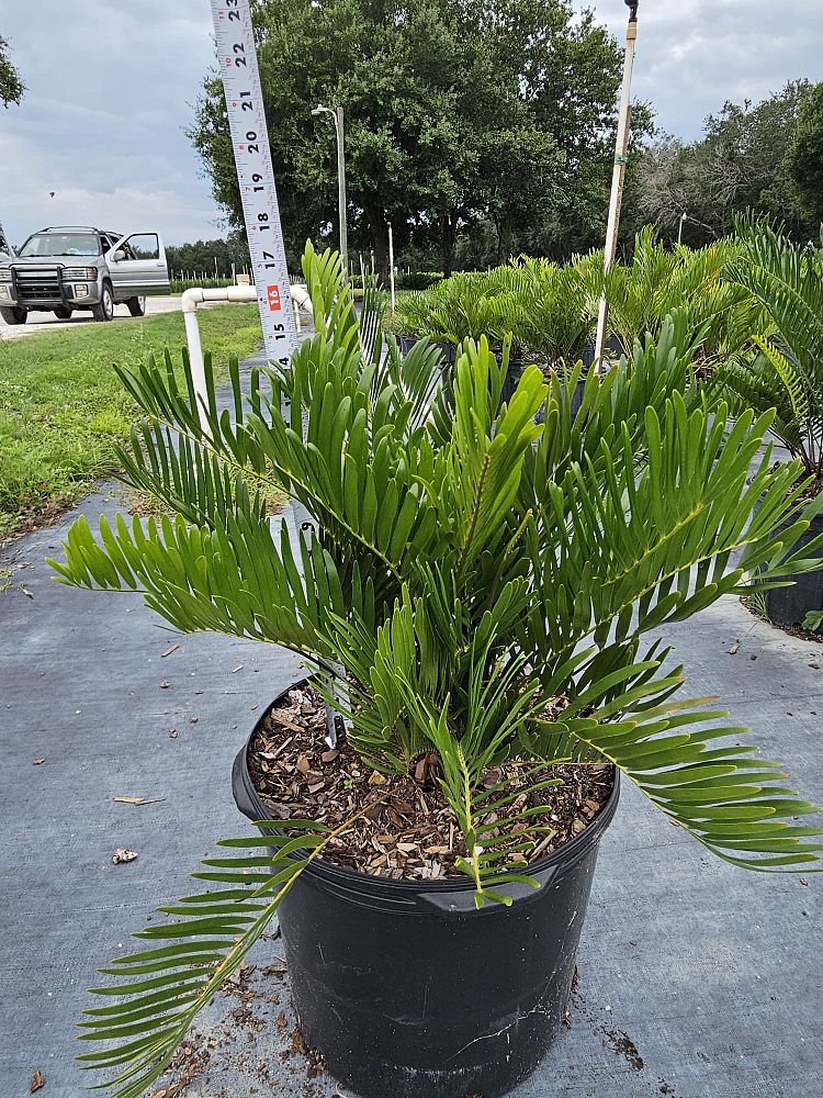 zamia-pumila-zamia-floridana-coontie