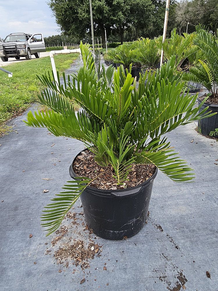 zamia-pumila-zamia-floridana-coontie