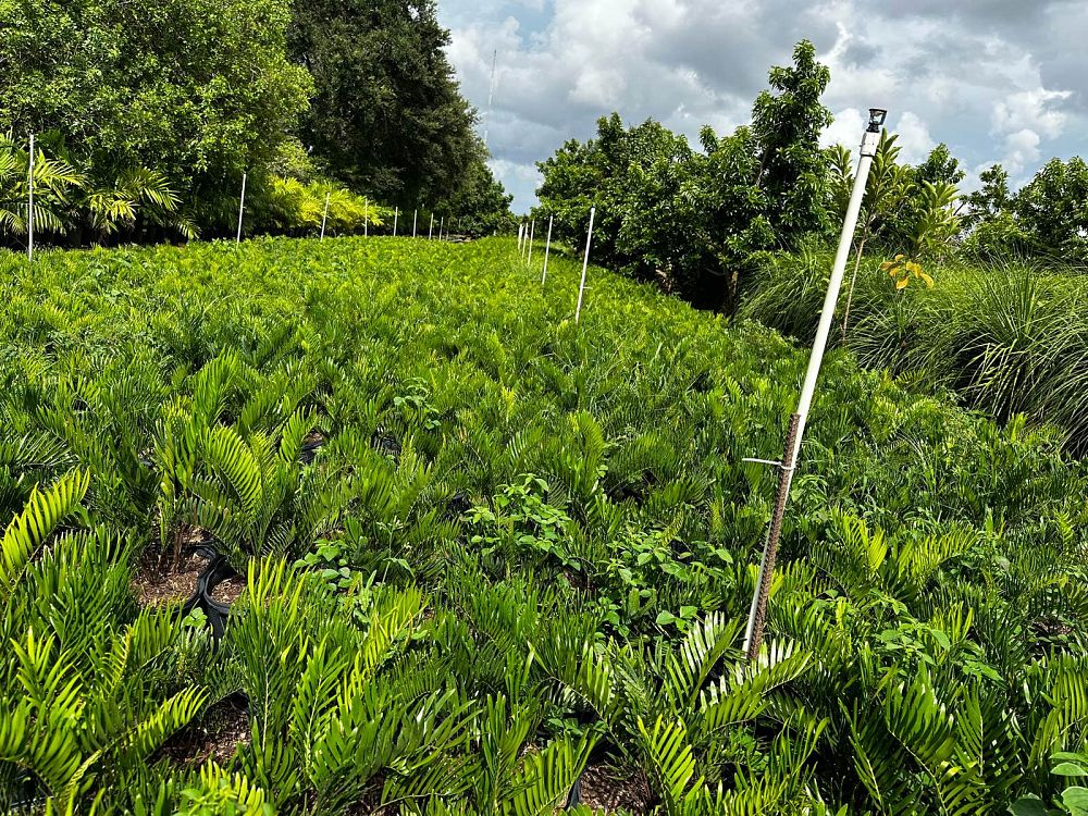 zamia-pumila-zamia-floridana-coontie