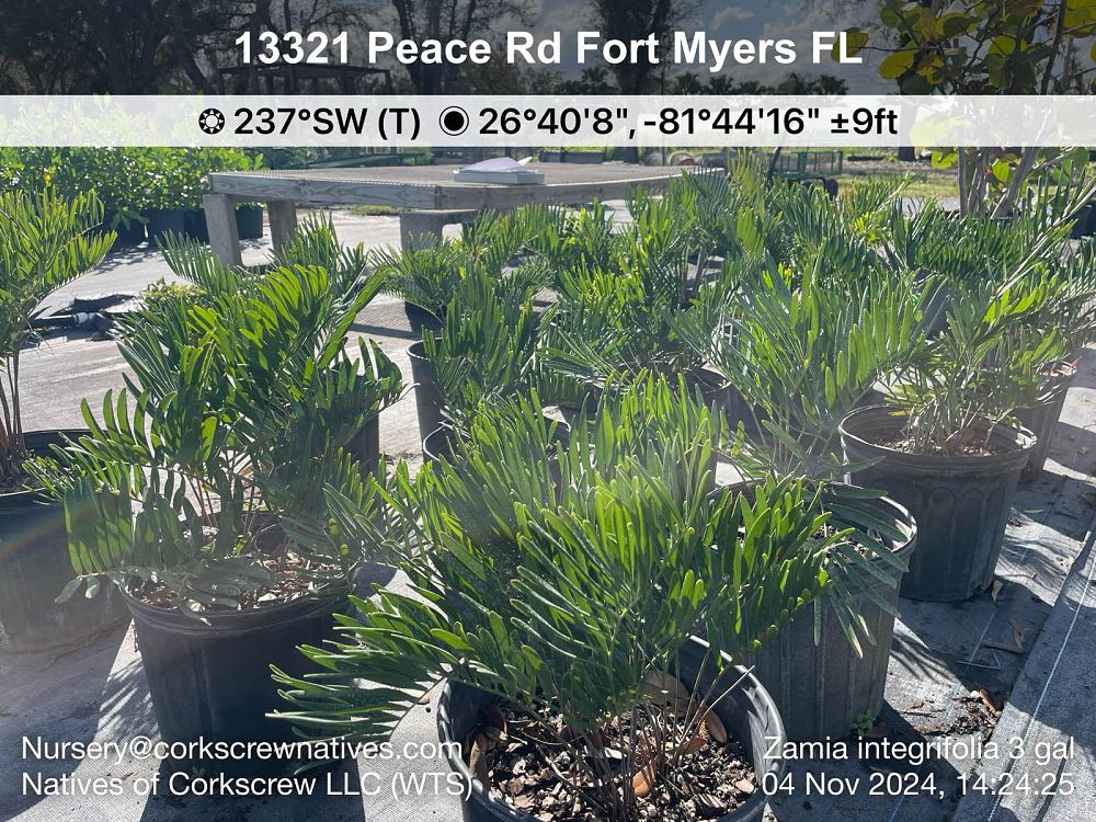 zamia-pumila-zamia-floridana-coontie