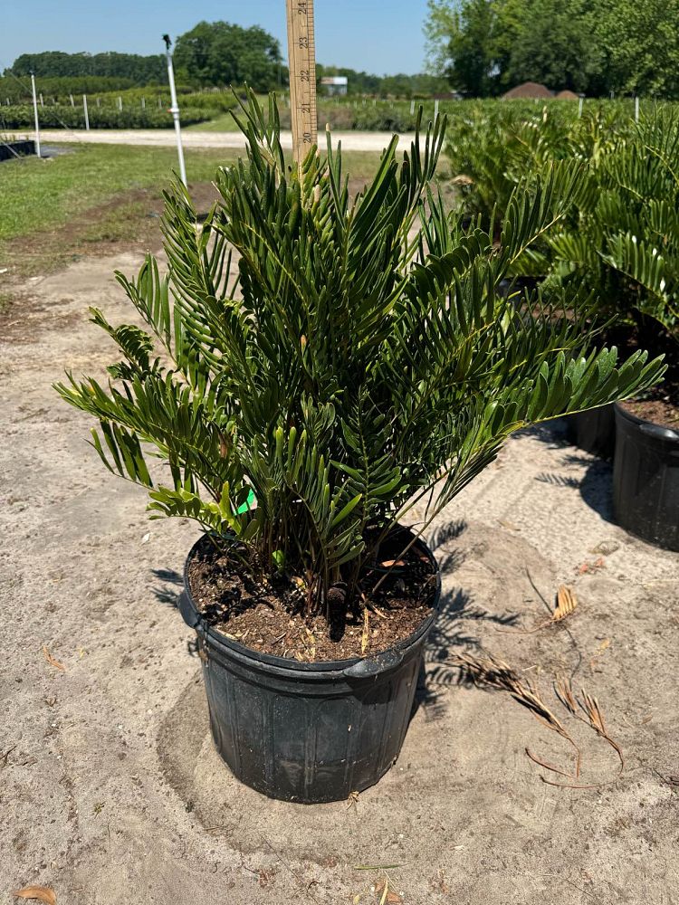 zamia-pumila-zamia-floridana-coontie