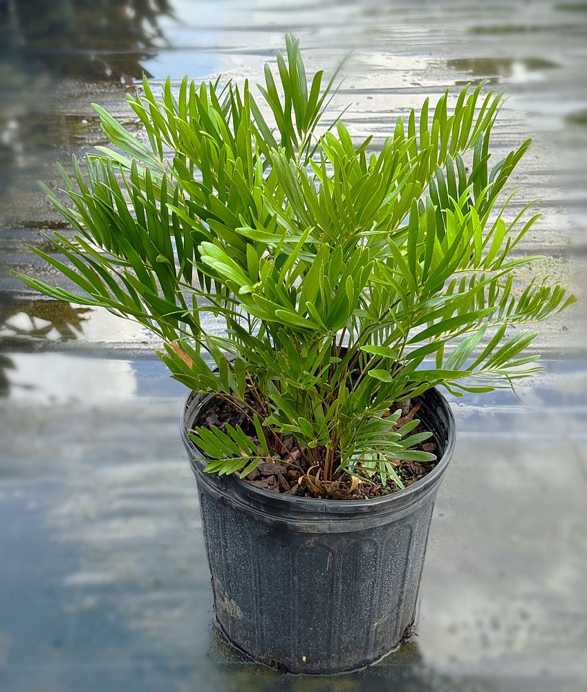 zamia-pumila-zamia-floridana-coontie