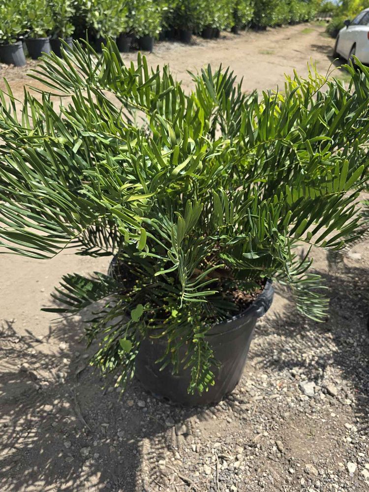 zamia-pumila-zamia-floridana-coontie