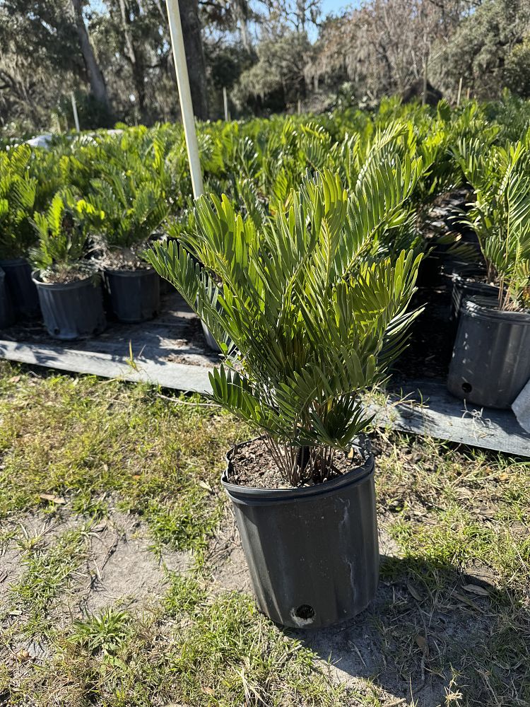 zamia-pumila-zamia-floridana-coontie