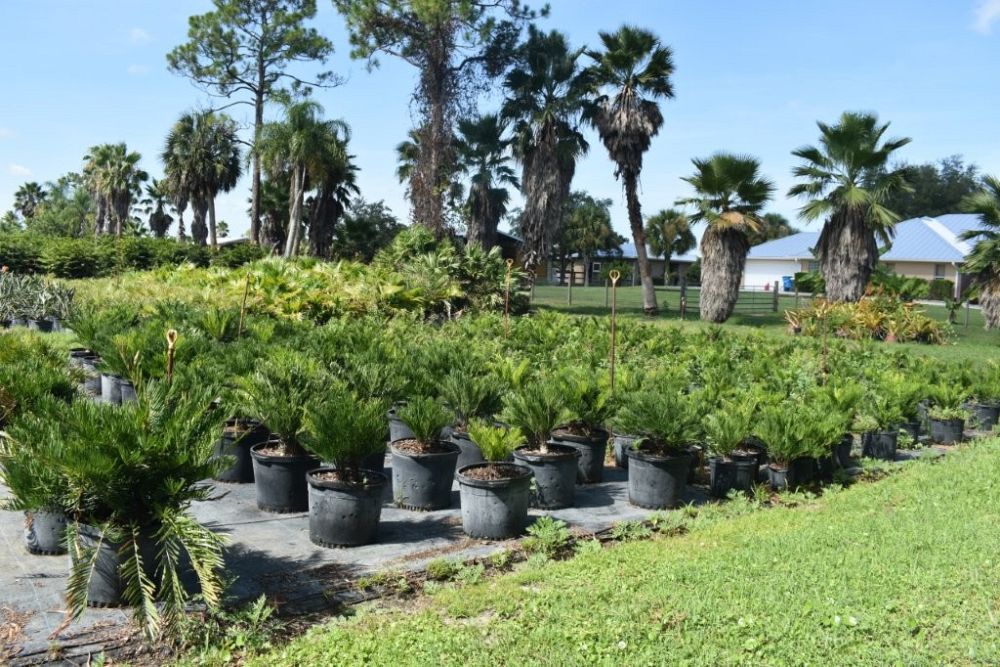 zamia-pumila-zamia-floridana-coontie