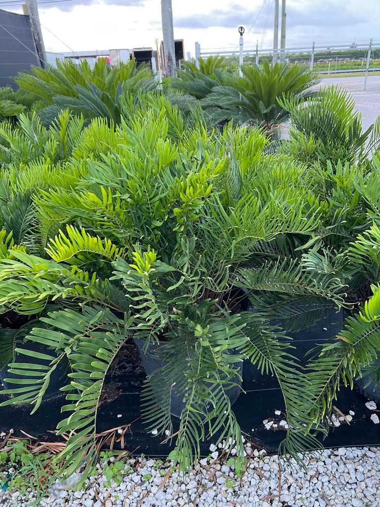 zamia-pumila-zamia-floridana-coontie