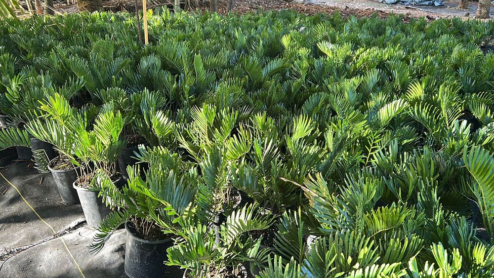 zamia-pumila-zamia-floridana-coontie