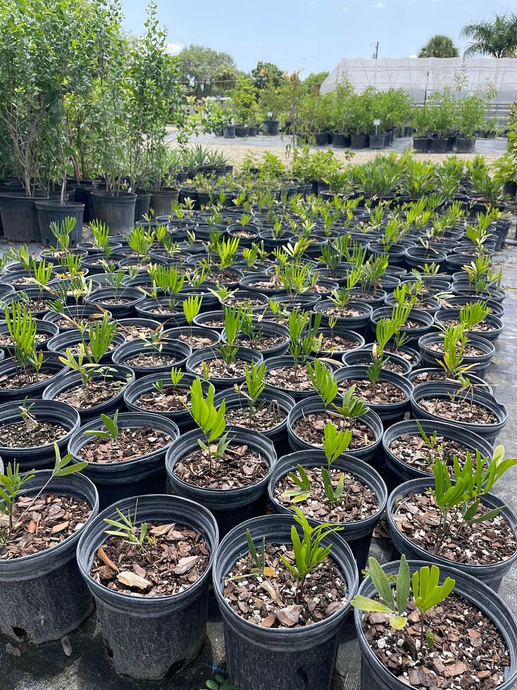 zamia-pumila-zamia-floridana-coontie