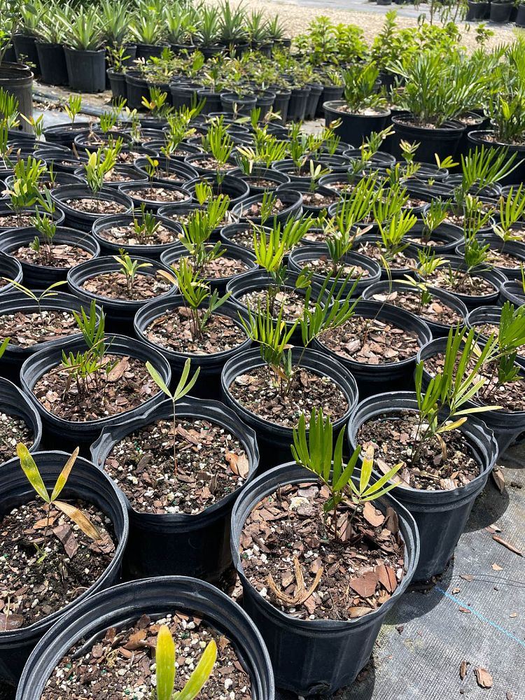 zamia-pumila-zamia-floridana-coontie