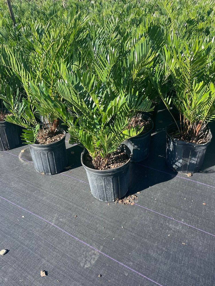 zamia-pumila-zamia-floridana-coontie