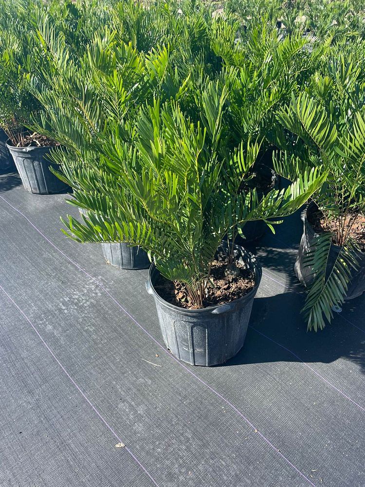 zamia-pumila-zamia-floridana-coontie