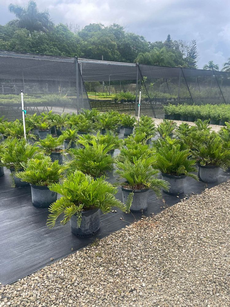 zamia-pumila-zamia-floridana-coontie