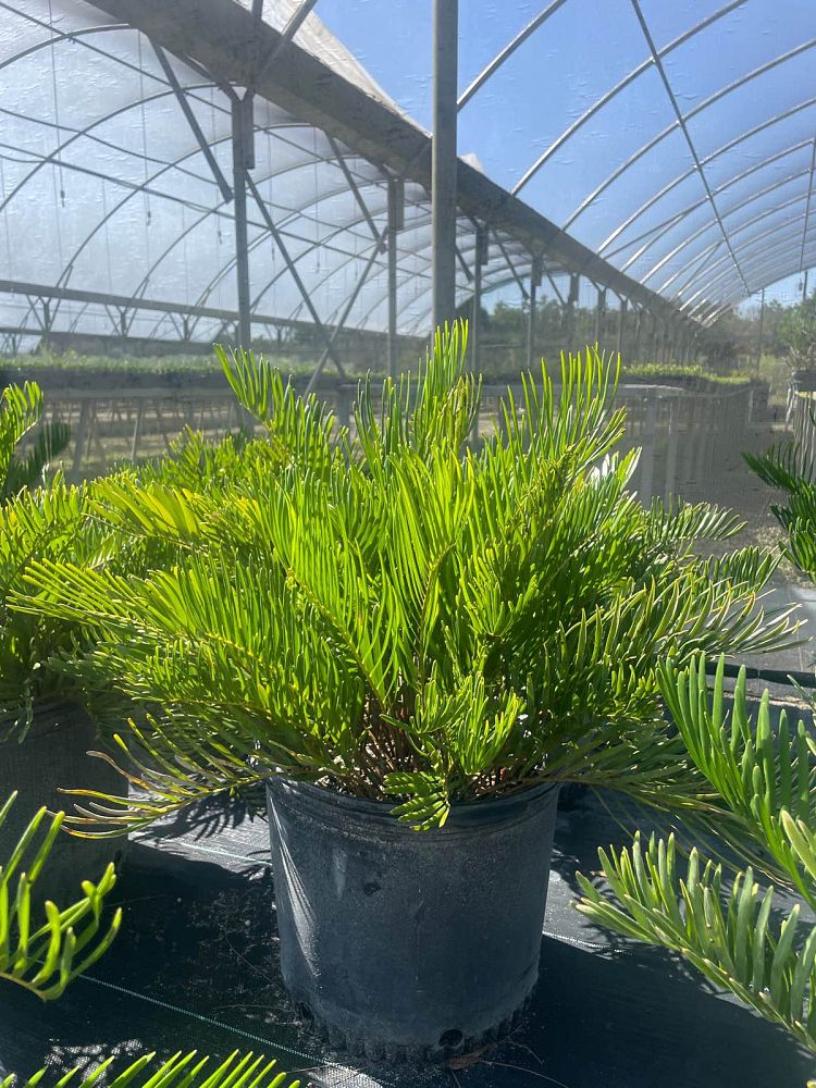zamia-pumila-zamia-floridana-coontie