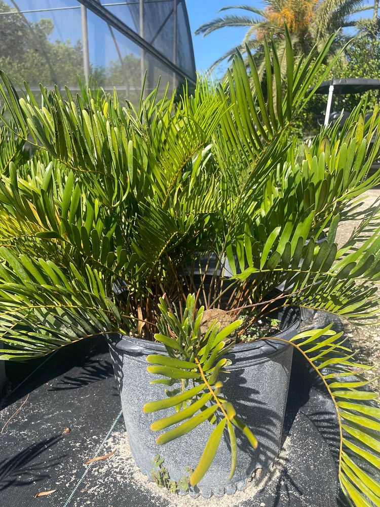 zamia-pumila-zamia-floridana-coontie