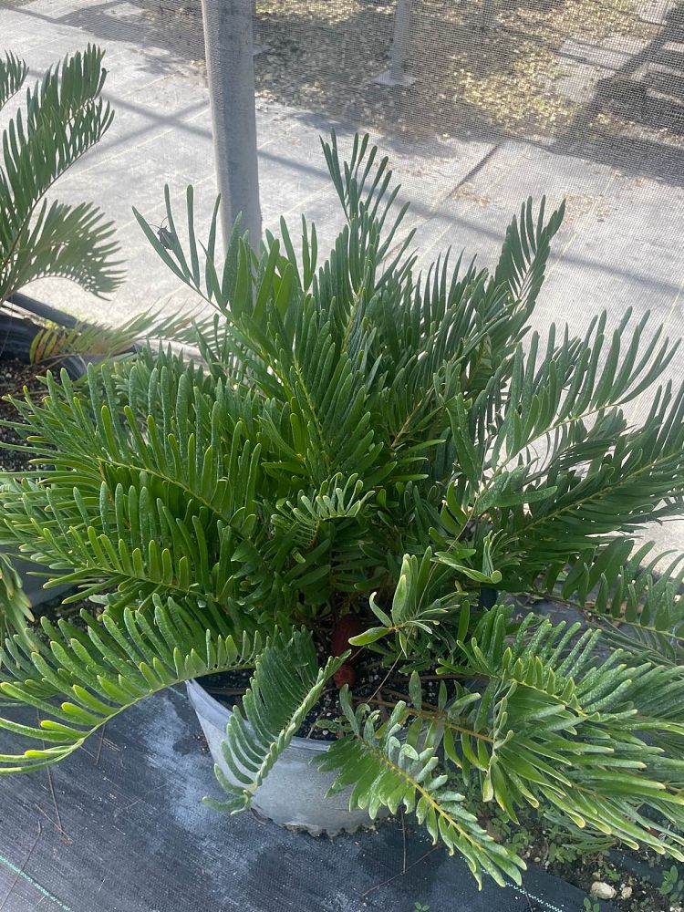 zamia-pumila-zamia-floridana-coontie