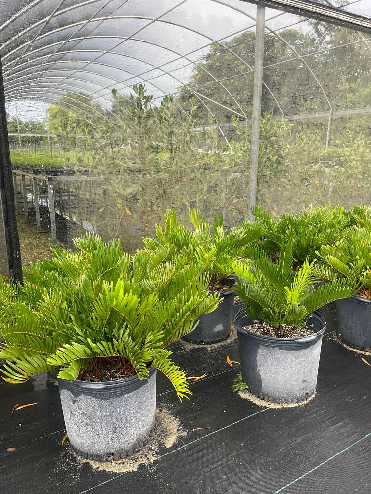 zamia-pumila-zamia-floridana-coontie