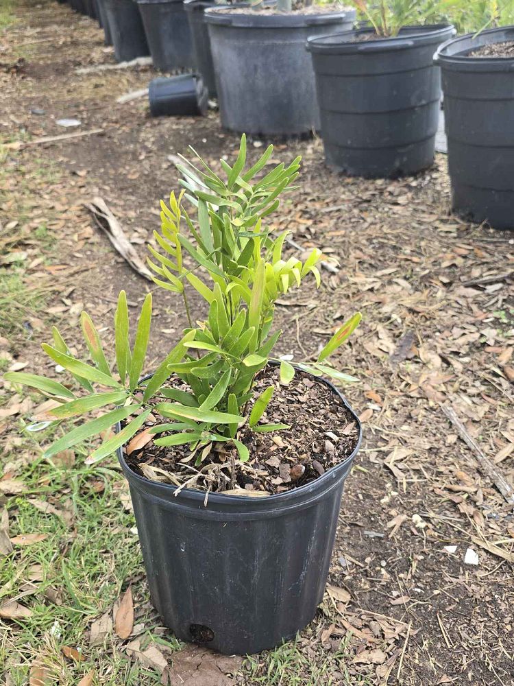 zamia-pumila-zamia-floridana-coontie