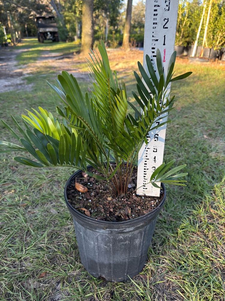 zamia-pumila-zamia-floridana-coontie